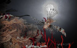 Lion Fish by Anthony Smith 